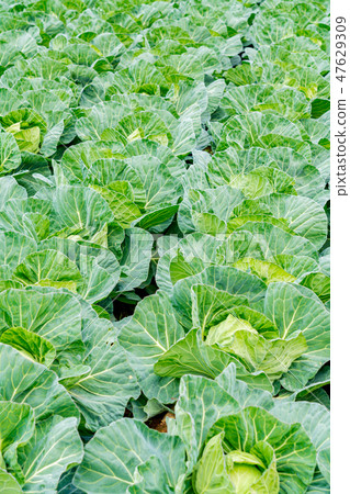 Field image 47629309