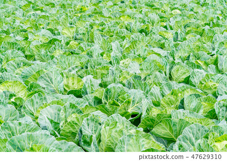 Field image 47629310