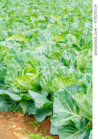 Field image 47629314