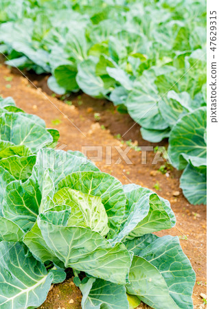 Field image Field image 47629315