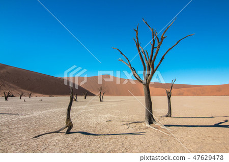 Namibia Namib Desert Dead Swamp Dead Fray Namibia Namib Desert Dead Swamp Dead Fray 47629478