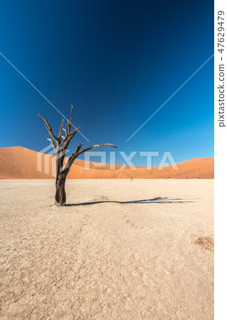 Namibia Namib Desert Dead Swamp Dead Fray Namibia Namib Desert Dead Swamp Dead Fray 47629479