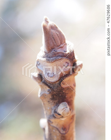 Onigurumi的豆芽和葉子[羊臉] 47629686