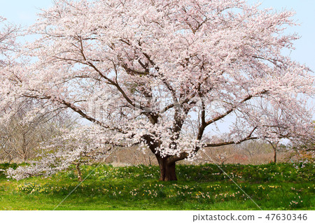 櫻花櫻花盛開 47630346