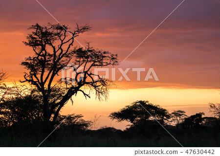 Sunset of Tanzania Serengeti National Park Sunset of Tanzania Serengeti National Park 47630442