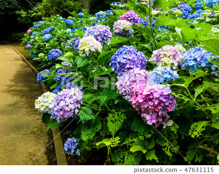  hydrangea 47631115