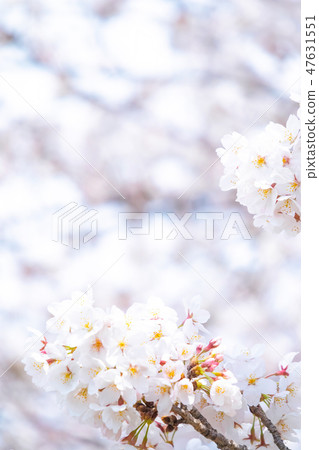 Sakura Sakura Sakura Ayai Yoshino Simei Yoshino哭泣的多雪的拷貝空間字符空間 Sakura Sakura Sakura Ayai Yoshino Simei Yoshino哭泣的多雪的拷貝空間字符空間 47631551