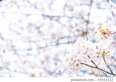 Sakura Sakura Sakura Ayai Yoshino Simei Yoshino Crying Snowy Copy Space Character Space 47631552