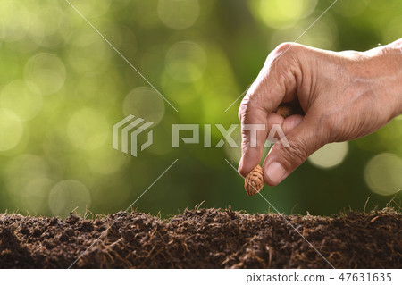 Hand of farmer planting seeds in soil Hand of farmer planting seeds in soil 47631635