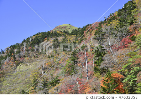 Nishi Kurodori of autumn leaves Nishi Kurodori of autumn leaves 47632355