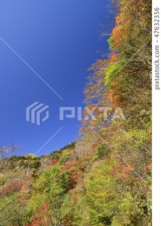 Looking up the autumn leaves of the bottle forest forest road Looking up the autumn leaves of the bottle forest forest road 47632356