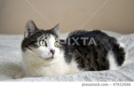 Portrait of cat 47632686