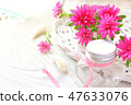Pink aster 47633076