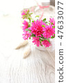 Pink aster 47633077