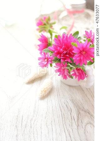 Pink aster 47633077