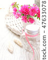 Pink aster 47633078