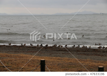 Biwa lake Biwa lake 47633196