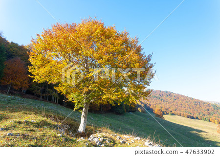 Trees in autumn season background. Trees in autumn season background. 47633902
