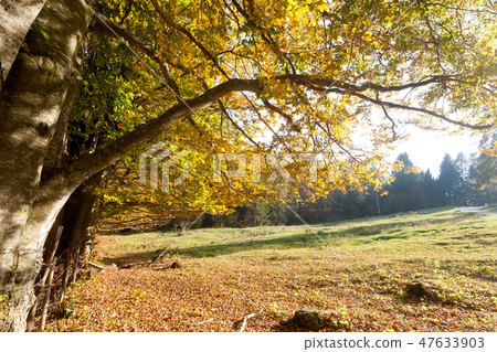 Trees in autumn season background. Trees in autumn season background. 47633903