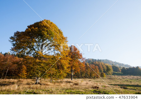 Trees in autumn season background. Trees in autumn season background. 47633904