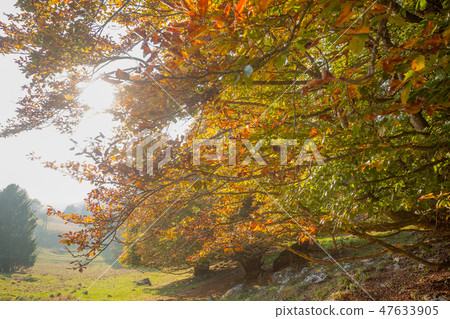 Trees in autumn season background.  47633905