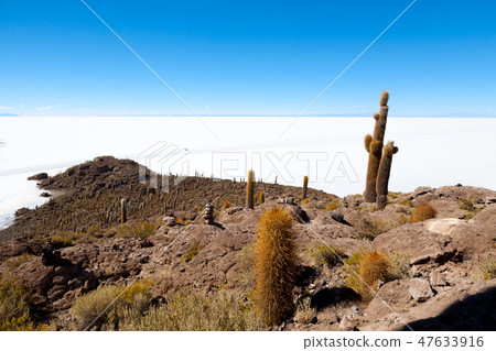 Salar de Uyuni view from Isla Incahuasi Salar de Uyuni view from Isla Incahuasi 47633916