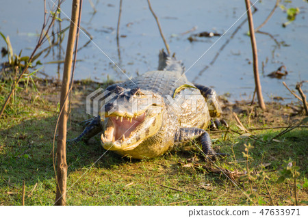 caiman which heats up in the morning sun. 47633971