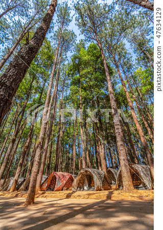 camping under the pine tree in national park camping under the pine tree in national park 47634129