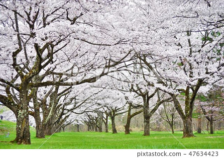 A famous cherry blossom viewing spot in Iwate: The cherry blossom tunnel at Shizukuishigawa Park 47634423