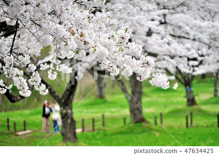 Shizukuishigawa Park, a famous cherry blossom spot in Iwate Prefecture 47634425
