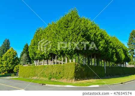 High green hedge and trees bordering a house front yard 47634574