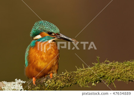 Eurasian kingfisher with a muddy beak Eurasian kingfisher with a muddy beak 47634889