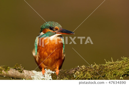 Close-up of a female Common kingfisher 47634890