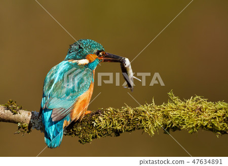 Eurasian kingfisher with a fish in the beak 47634891