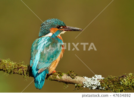Close-up of a Eurasian kingfisher on a perch Close-up of a Eurasian kingfisher on a perch 47634892