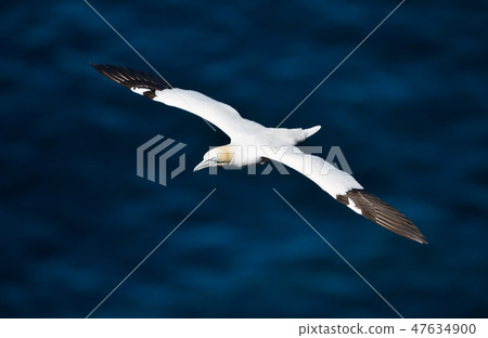 Northern gannet in flight above blue sea 47634900