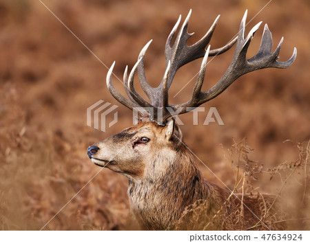 Close-up of injured red deer stag Close-up of injured red deer stag 47634924