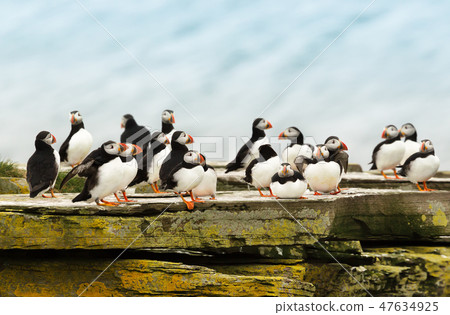 Close up of a group of Atlantic puffins on a rock Close up of a group of Atlantic puffins on a rock 47634925