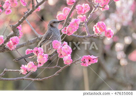 Brown ears and plum blossoms Brown ears and plum blossoms 47635008