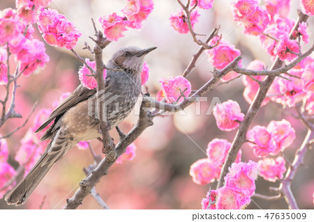 Brown ears and plum blossoms Brown ears and plum blossoms 47635009