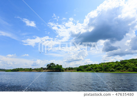 Amazon rainforest, Brazilian wetland region Amazon rainforest, Brazilian wetland region 47635480