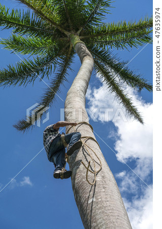 Adult male climbs coconut tree to get coco nuts 47635974