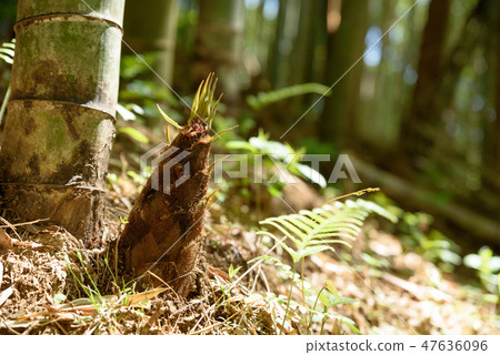 竹狩獵圖像 47636096