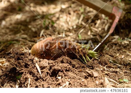 Bamboo shoot hunting bamboo shoot image Bamboo shoot hunting bamboo shoot image 47636181