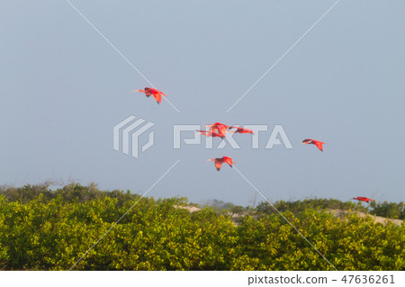 Scarlet ibis from Lencois Maranhenses  47636261