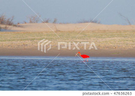 Scarlet ibis from Lencois Maranhenses  47636263