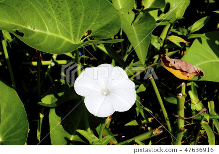 Nanae核心強姦花 47636916