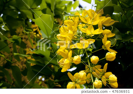 Golden Shower 47636931