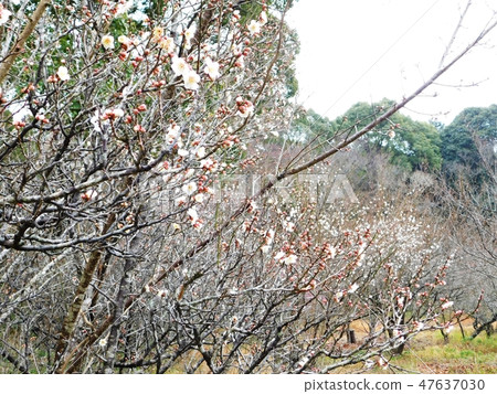 開花在Dongzhenan李子森林的白色李子 開花在Dongzhenan李子森林的白色李子 47637030