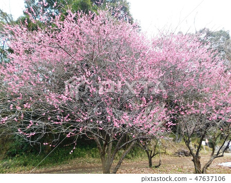 Dongying Yuan blooming red plum tree 47637106